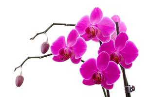 hawaii orchid